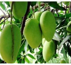 High Grade Amrapali Mango Plant