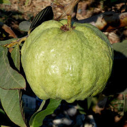 Superior Grade Guava VNR Plant