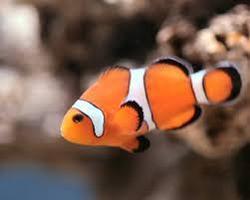 Aquariums Attractive Small Size Fish