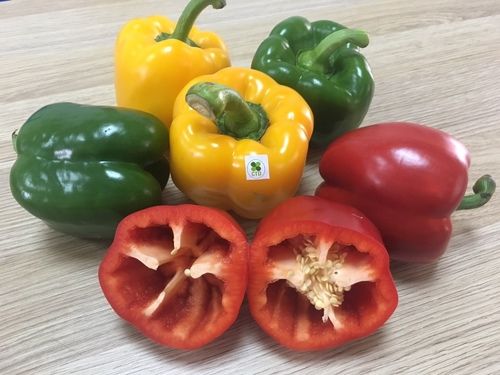 Farm Fresh Bell Pepper Capsicum Capacity: 60 Kg /1 Ton Ton/Day