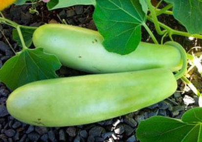 Organic Fresh Bottle Gourd