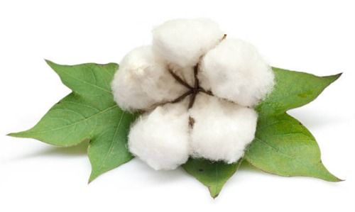 Pure White Organic Cotton