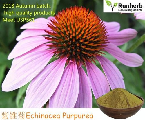 Dried Echinacea Purpurea Powder