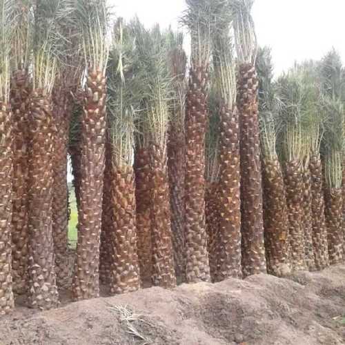 Hybrid Date Palm Trees
