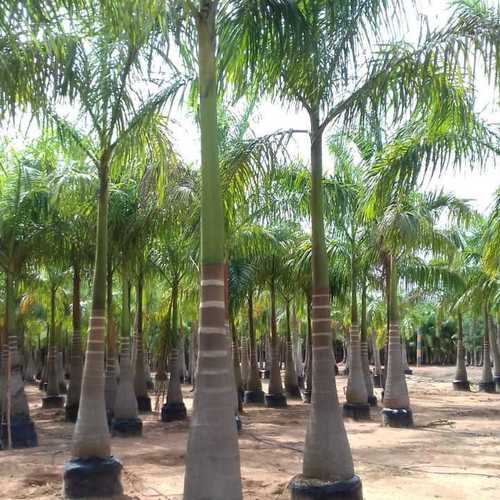 Hybrid Royal Palm Trees