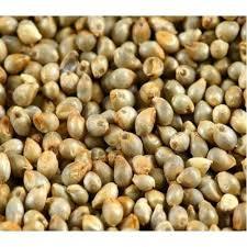 Organic Fresh Pearl Millet (Grain)