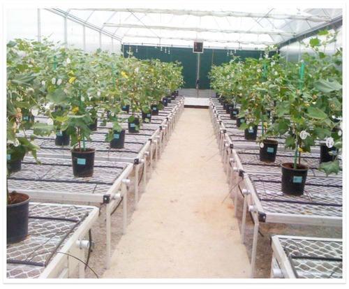 Green House Furnishing And Irrigation System