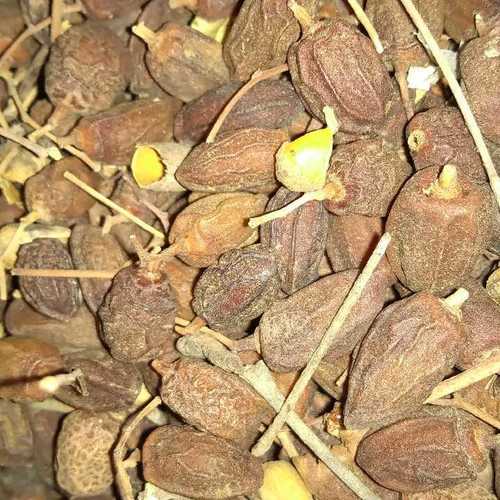 Fully Dried Neem Seeds