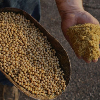 High Protein Soybean Meal Or Soya Deoiled Cake For Animal Feed