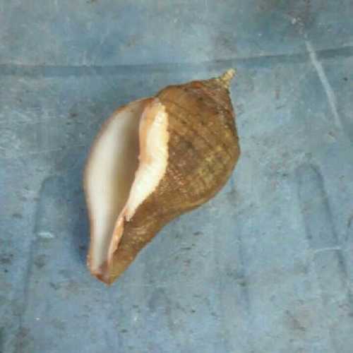 Natural Pooja Purpose Seashells