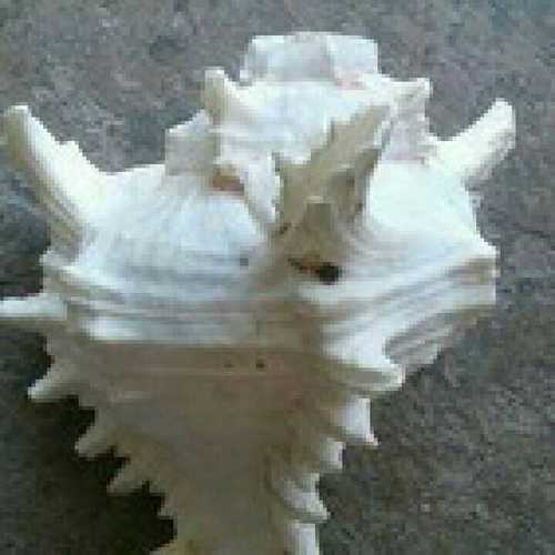 Pure Natural White Seashells