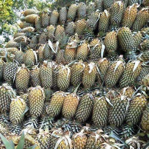 Natural Organic Farm Fresh Pineapples