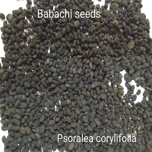 Black Babachi Seeds, Psoralea Corylifolia