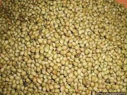 Highly aromatic Coriander Seed