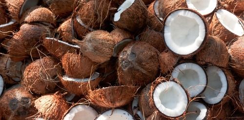 Fresh Coconut Fun Facts