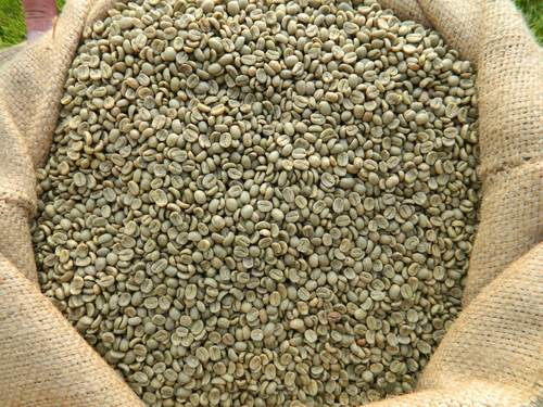 Grade A Arabica And Robusta Coffee Beans Processing Type: Fresh