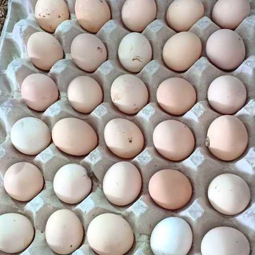 Pure Kadaknath Chicken Eggs