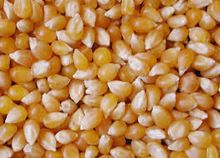 Yellow and Normal Color Maize