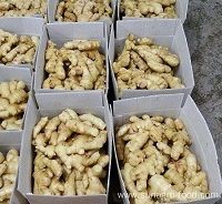 Dehydrated And Salted Dried Ginger