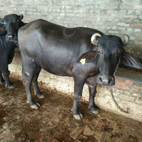 Healthy Murrah Buffaloes Calf