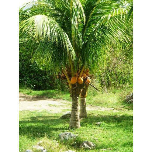 Coconut Fruit Plant