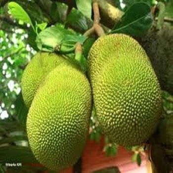 Fresh Green Jack Fruit