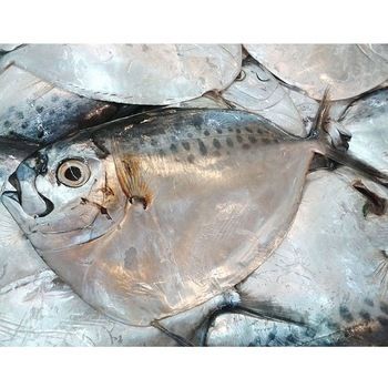 Frozen Block Mackerel Fish