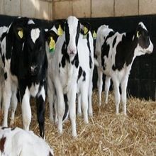 High Breed Holstein Cow