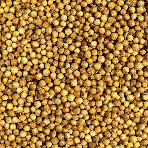 High Grade Coriander Seeds - 25 Kg PP Bags, 98% Purity, Max 10% Moisture Content, Ideal for Export and Trade