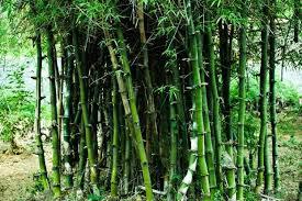 Bamboo For Medicinal Purposes