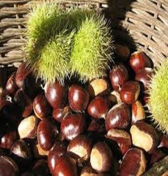 Organic And Fresh Chestnuts