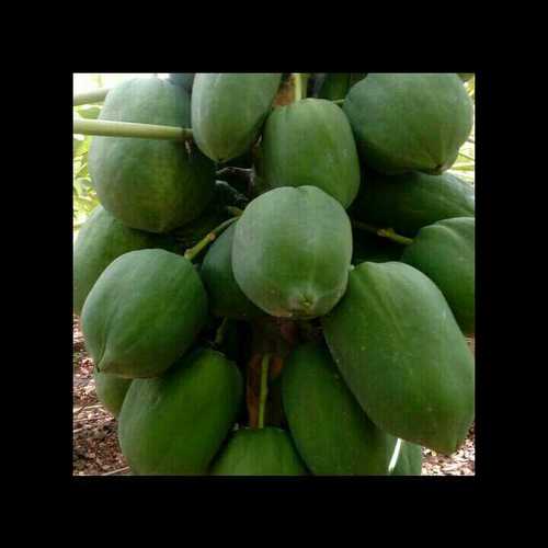 Desi Papaya Plant Seeds