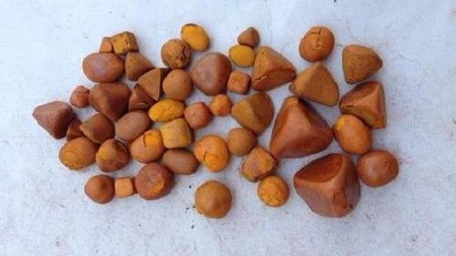 Ox Gallstone 100 % Whole Stone