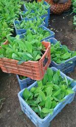 banana tissue culture plants