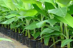 Banana Tissue Culture Plant