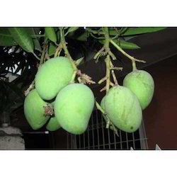 Fine Quality Himayat Mango