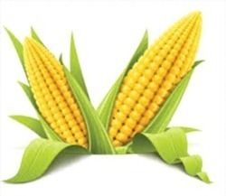 High Nutrition Maize Corn