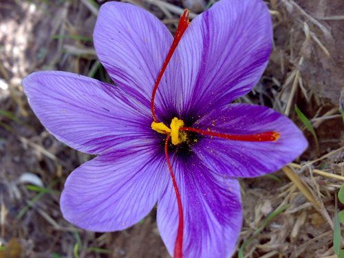 Natural Iranian Saffron