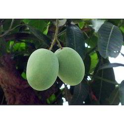 Rich And Delicious Green Mango