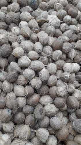 Farm Fresh Husked Coconuts - Young & Mature Varieties, 32-33% Copra Quality & 24-25% Coconut Powder Yield