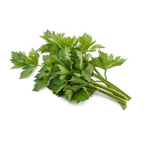 Fresh Celery Leaf - Apium graveolens