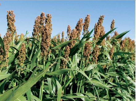 Hygienically Processed Sorghum Cereal