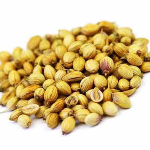 Rich In Protein Coriander Seeds