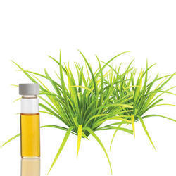 Best Quality Citronella Oil Cas No: 8000-29-1