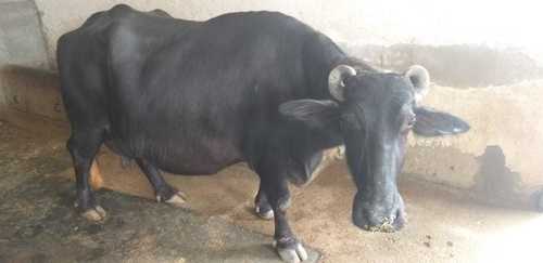 Murrha Buffalos Of Karnal