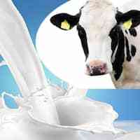 Organic Desi Cow Milk