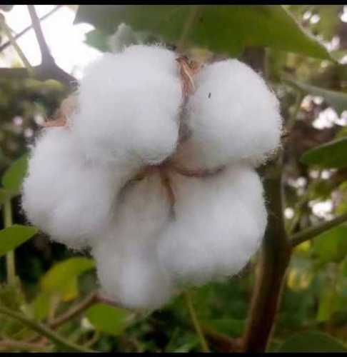 Raw Cotton For Textiles And Spinning Mills