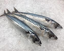 Whole Round Frozen Fish Pacific Mackerel