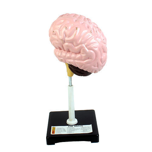 Light Weight Brain Model