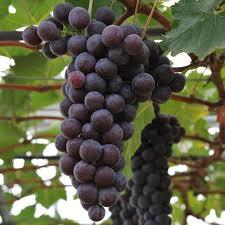 Fresh Black Grape Vine